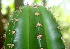  ( - BioBot01265)  @11 [ ] CreativeCommons - Attribution Non-Commercial Share-Alike (2010) Daniel H. Janzen Guanacaste Dry Forest Conservation Fund