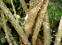  ( - BioBot01266)  @11 [ ] CreativeCommons - Attribution Non-Commercial Share-Alike (2010) Daniel H. Janzen Guanacaste Dry Forest Conservation Fund