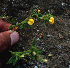  ( - BioBot01269)  @11 [ ] CreativeCommons - Attribution Non-Commercial Share-Alike (2010) Daniel H. Janzen Guanacaste Dry Forest Conservation Fund