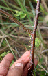  ( - BioBot01278)  @11 [ ] CreativeCommons - Attribution Non-Commercial Share-Alike (2010) Daniel H. Janzen Guanacaste Dry Forest Conservation Fund