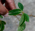  ( - BioBot01278)  @11 [ ] CreativeCommons - Attribution Non-Commercial Share-Alike (2010) Daniel H. Janzen Guanacaste Dry Forest Conservation Fund