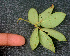  ( - BioBot01279)  @11 [ ] CreativeCommons - Attribution Non-Commercial Share-Alike (2010) Daniel H. Janzen Guanacaste Dry Forest Conservation Fund