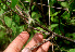  ( - BioBot01280)  @11 [ ] CreativeCommons - Attribution Non-Commercial Share-Alike (2010) Daniel H. Janzen Guanacaste Dry Forest Conservation Fund