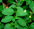  ( - BioBot01286)  @11 [ ] CreativeCommons - Attribution Non-Commercial Share-Alike (2010) Daniel H. Janzen Guanacaste Dry Forest Conservation Fund