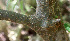  (Esenbeckia berlandieri - BioBot01290)  @11 [ ] CreativeCommons - Attribution Non-Commercial Share-Alike (2010) Daniel H. Janzen Guanacaste Dry Forest Conservation Fund