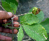  ( - BioBot01290)  @11 [ ] CreativeCommons - Attribution Non-Commercial Share-Alike (2010) Daniel H. Janzen Guanacaste Dry Forest Conservation Fund