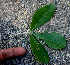  ( - BioBot01291)  @11 [ ] CreativeCommons - Attribution Non-Commercial Share-Alike (2010) Daniel H. Janzen Guanacaste Dry Forest Conservation Fund