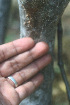  ( - BioBot01292)  @11 [ ] CreativeCommons - Attribution Non-Commercial Share-Alike (2010) Daniel H. Janzen Guanacaste Dry Forest Conservation Fund