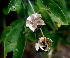  ( - BioBot01292)  @11 [ ] CreativeCommons - Attribution Non-Commercial Share-Alike (2010) Daniel H. Janzen Guanacaste Dry Forest Conservation Fund