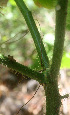  (Cnidoscolus urens - BioBot01296)  @11 [ ] CreativeCommons - Attribution Non-Commercial Share-Alike (2010) Daniel H. Janzen Guanacaste Dry Forest Conservation Fund