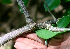  ( - BioBot01314)  @11 [ ] CreativeCommons - Attribution Non-Commercial Share-Alike (2010) Daniel H. Janzen Guanacaste Dry Forest Conservation Fund