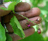  ( - BioBot01315)  @11 [ ] CreativeCommons - Attribution Non-Commercial Share-Alike (2010) Daniel H. Janzen Guanacaste Dry Forest Conservation Fund