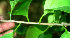  ( - BioBot01316)  @11 [ ] CreativeCommons - Attribution Non-Commercial Share-Alike (2010) Daniel H. Janzen Guanacaste Dry Forest Conservation Fund