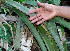  ( - BioBot01319)  @11 [ ] CreativeCommons - Attribution Non-Commercial Share-Alike (2010) Daniel H. Janzen Guanacaste Dry Forest Conservation Fund