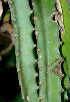  ( - BioBot01319)  @11 [ ] CreativeCommons - Attribution Non-Commercial Share-Alike (2010) Daniel H. Janzen Guanacaste Dry Forest Conservation Fund