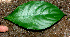  (Aphelandra aurantiaca - BioBot01330)  @13 [ ] CreativeCommons - Attribution Non-Commercial Share-Alike (2010) Daniel H. Janzen Guanacaste Dry Forest Conservation Fund