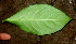  ( - BioBot01330)  @12 [ ] CreativeCommons - Attribution Non-Commercial Share-Alike (2010) Daniel H. Janzen Guanacaste Dry Forest Conservation Fund