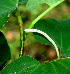  (Piper auritum - BioBot01334)  @11 [ ] CreativeCommons - Attribution Non-Commercial Share-Alike (2010) Daniel H. Janzen Guanacaste Dry Forest Conservation Fund