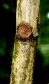  ( - BioBot01335)  @11 [ ] CreativeCommons - Attribution Non-Commercial Share-Alike (2010) Daniel H. Janzen Guanacaste Dry Forest Conservation Fund