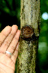  ( - BioBot01335)  @11 [ ] CreativeCommons - Attribution Non-Commercial Share-Alike (2010) Daniel H. Janzen Guanacaste Dry Forest Conservation Fund