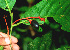  ( - BioBot01337)  @11 [ ] CreativeCommons - Attribution Non-Commercial Share-Alike (2010) Daniel H. Janzen Guanacaste Dry Forest Conservation Fund