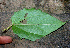  ( - BioBot01364)  @11 [ ] CreativeCommons - Attribution Non-Commercial Share-Alike (2010) Daniel H. Janzen Guanacaste Dry Forest Conservation Fund