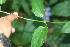  ( - BioBot01365)  @11 [ ] CreativeCommons - Attribution Non-Commercial Share-Alike (2010) Daniel H. Janzen Guanacaste Dry Forest Conservation Fund