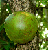  ( - BioBot01379)  @11 [ ] CreativeCommons - Attribution Non-Commercial Share-Alike (2010) Daniel H. Janzen Guanacaste Dry Forest Conservation Fund