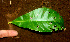  ( - BioBot01379)  @11 [ ] CreativeCommons - Attribution Non-Commercial Share-Alike (2010) Daniel H. Janzen Guanacaste Dry Forest Conservation Fund