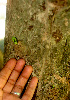  ( - BioBot01380)  @11 [ ] CreativeCommons - Attribution Non-Commercial Share-Alike (2010) Daniel H. Janzen Guanacaste Dry Forest Conservation Fund