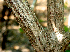  ( - BioBot01384)  @11 [ ] CreativeCommons - Attribution Non-Commercial Share-Alike (2010) Daniel H. Janzen Guanacaste Dry Forest Conservation Fund