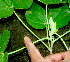  ( - BioBot01384)  @11 [ ] CreativeCommons - Attribution Non-Commercial Share-Alike (2010) Daniel H. Janzen Guanacaste Dry Forest Conservation Fund