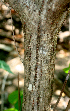  ( - BioBot01385)  @11 [ ] CreativeCommons - Attribution Non-Commercial Share-Alike (2010) Daniel H. Janzen Guanacaste Dry Forest Conservation Fund