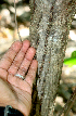  ( - BioBot01385)  @11 [ ] CreativeCommons - Attribution Non-Commercial Share-Alike (2010) Daniel H. Janzen Guanacaste Dry Forest Conservation Fund