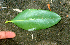 (Avicennia bicolor - BioBot01389)  @12 [ ] CreativeCommons - Attribution Non-Commercial Share-Alike (2010) Daniel H. Janzen Guanacaste Dry Forest Conservation Fund