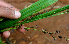  (Cyperus Espinoza5685 - BioBot01401)  @11 [ ] CreativeCommons - Attribution Non-Commercial Share-Alike (2010) Daniel H. Janzen Guanacaste Dry Forest Conservation Fund