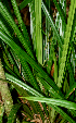  (Becquerelia - BioBot01405)  @11 [ ] CreativeCommons - Attribution Non-Commercial Share-Alike (2010) Daniel H. Janzen Guanacaste Dry Forest Conservation Fund