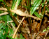  (Cyperus Espinoza5686 - BioBot01409)  @11 [ ] CreativeCommons - Attribution Non-Commercial Share-Alike (2010) Daniel H. Janzen Guanacaste Dry Forest Conservation Fund