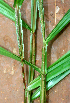  ( - BioBot01410)  @11 [ ] CreativeCommons - Attribution Non-Commercial Share-Alike (2010) Daniel H. Janzen Guanacaste Dry Forest Conservation Fund