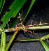  ( - BioBot01410)  @11 [ ] CreativeCommons - Attribution Non-Commercial Share-Alike (2010) Daniel H. Janzen Guanacaste Dry Forest Conservation Fund