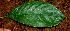  (Hedyosmum bonplandianum - BioBot01413)  @11 [ ] CreativeCommons - Attribution Non-Commercial Share-Alike (2010) Daniel H. Janzen Guanacaste Dry Forest Conservation Fund