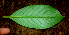  ( - BioBot01415)  @11 [ ] CreativeCommons - Attribution Non-Commercial Share-Alike (2010) Daniel H. Janzen Guanacaste Dry Forest Conservation Fund