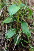  ( - BioBot01423)  @11 [ ] CreativeCommons - Attribution Non-Commercial Share-Alike (2010) Daniel H. Janzen Guanacaste Dry Forest Conservation Fund