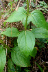  ( - BioBot01424)  @11 [ ] CreativeCommons - Attribution Non-Commercial Share-Alike (2010) Daniel H. Janzen Guanacaste Dry Forest Conservation Fund