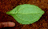  ( - BioBot01424)  @11 [ ] CreativeCommons - Attribution Non-Commercial Share-Alike (2010) Daniel H. Janzen Guanacaste Dry Forest Conservation Fund