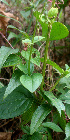  ( - BioBot01425)  @11 [ ] CreativeCommons - Attribution Non-Commercial Share-Alike (2010) Daniel H. Janzen Guanacaste Dry Forest Conservation Fund