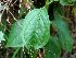  ( - BioBot01426)  @11 [ ] CreativeCommons - Attribution Non-Commercial Share-Alike (2010) Daniel H. Janzen Guanacaste Dry Forest Conservation Fund