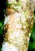 (Hampea appendiculata - BioBot01431)  @11 [ ] CreativeCommons - Attribution Non-Commercial Share-Alike (2010) Daniel H. Janzen Guanacaste Dry Forest Conservation Fund