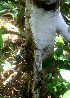  ( - BioBot01436)  @11 [ ] CreativeCommons - Attribution Non-Commercial Share-Alike (2010) Daniel H. Janzen Guanacaste Dry Forest Conservation Fund