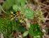  ( - BioBot01443)  @11 [ ] CreativeCommons - Attribution Non-Commercial Share-Alike (2010) Daniel H. Janzen Guanacaste Dry Forest Conservation Fund